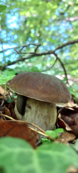2026_05_07_Boletus reticulatus 5.jpeg