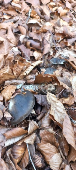 WhatsApp Image 2026-02-12 at 16.03.19.jpeg