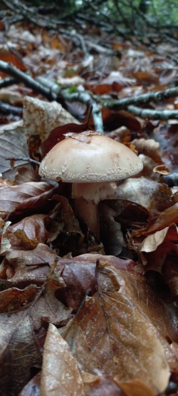 2026-05-20 at 11.26.55_Amanita rubescens.jpeg