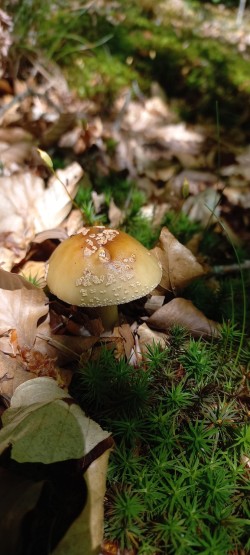 2026_05_07_Amanita rubescens 1.jpeg