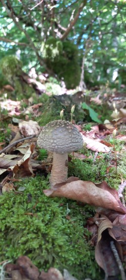 2026_05_07_Amanita rubescens 3.jpeg