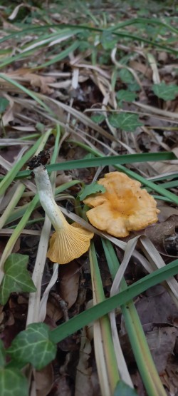 2026-06-04 at 10.11.12_Cantharellus pallens.jpeg