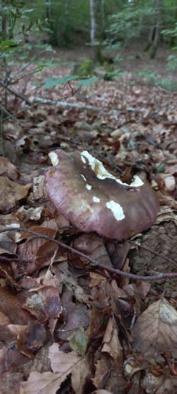 2026-06-11 at 09.36.12_Russula cyanoxantha.jpeg
