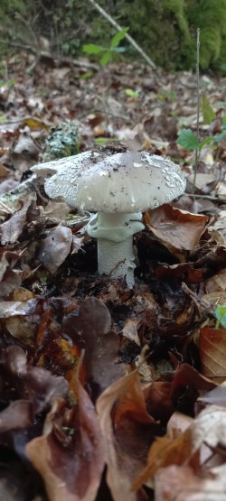 2026-05-14 at 09.21.14_Amanita excelsa.jpeg