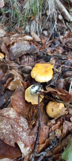 2026-05-14 at 09.20.10_Cantharellus pallens.jpeg