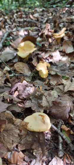 2026-06-04 at 10.11.24_Cantharellus pallens.jpeg