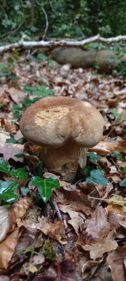 2026-06-04 at 10.11.04_Boletus reticulatus.jpeg