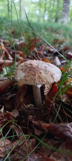 2026-06-11 at 09.36.54_Amanita rubescens.jpeg