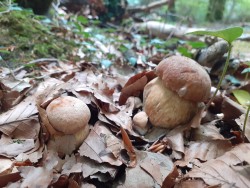 Boletus reticulatus_2022_09_01(9).jpg