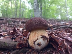 IMG-20250705-WA0018_Boletus pinophilus_Asier Moreno.jpg