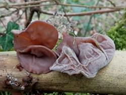 auricularia auricula-judae_2022_03_17(1).jpg