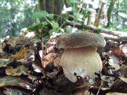 Boletus aereus (3).jpg