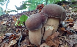 Boletus reticulatus_2021_09_15.jpg