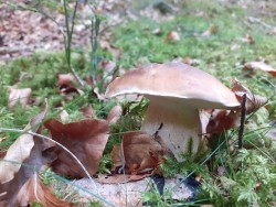 Boletus reticulatus_2022_09_01(1).jpg
