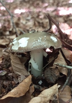 20250617_120839_Amanita excelsa.jpeg