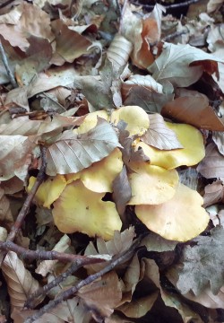 20210711_101854_Cantharellus cibarius.jpg