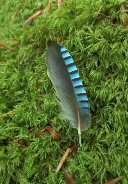 20250617_121032_pluma arrendajo.jpeg